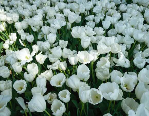 Tulip Garden Kashmir